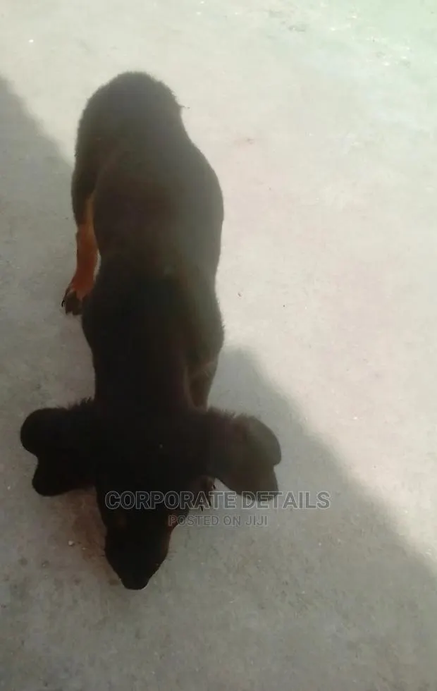 1-3 months Female Purebred Doberman Pinscher · Photo 1