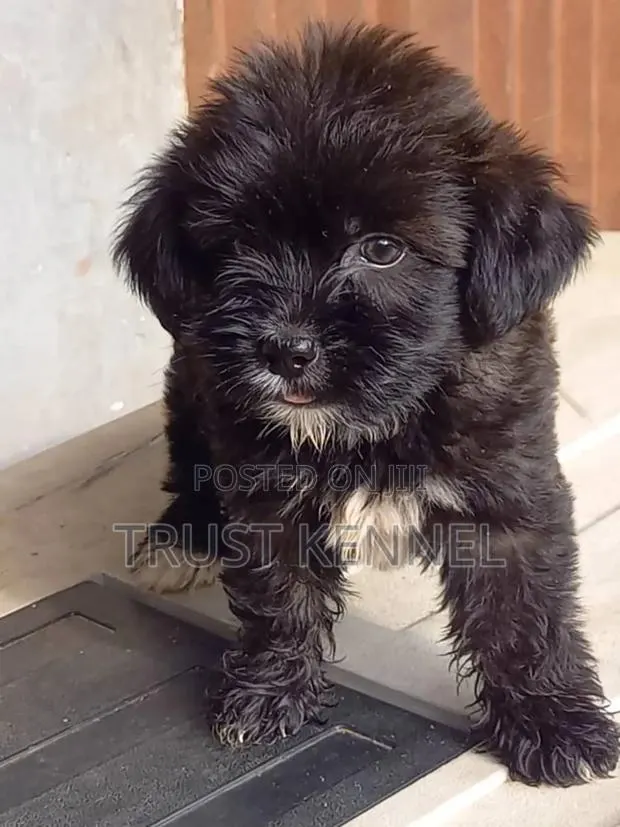 1-3 months Male Purebred Poodle · Photo 1