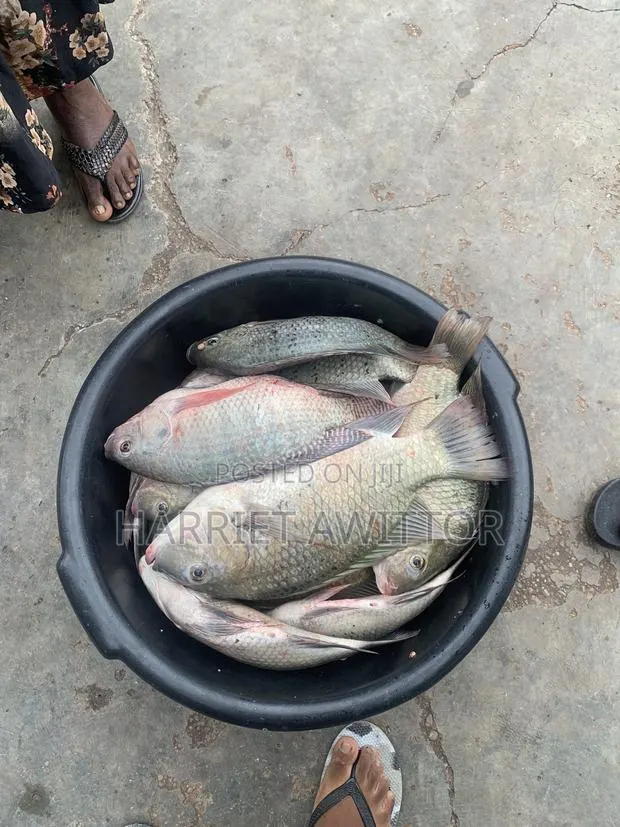 Fresh Tilapia Fish for Sale – Fresh, Tasty & Affordable! · Photo 1