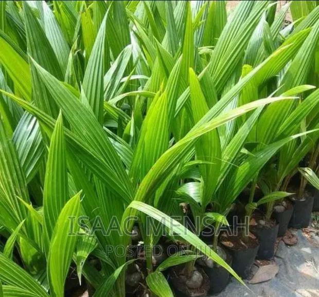 Do You Own a Farm in Gh or Are You Considering to Start One? · Photo 1