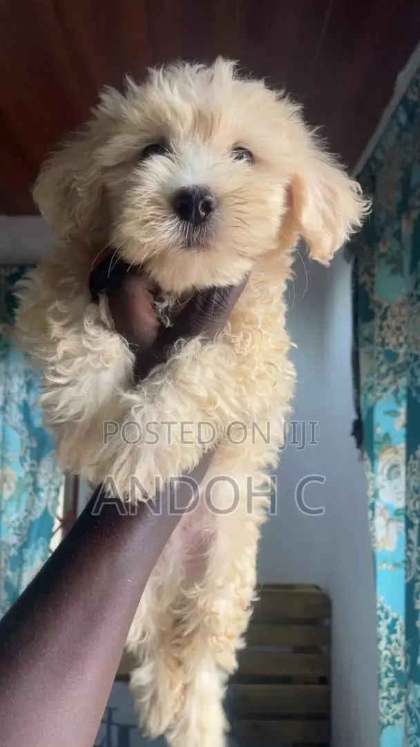 1-3 months Male Purebred Poodle · Photo 1