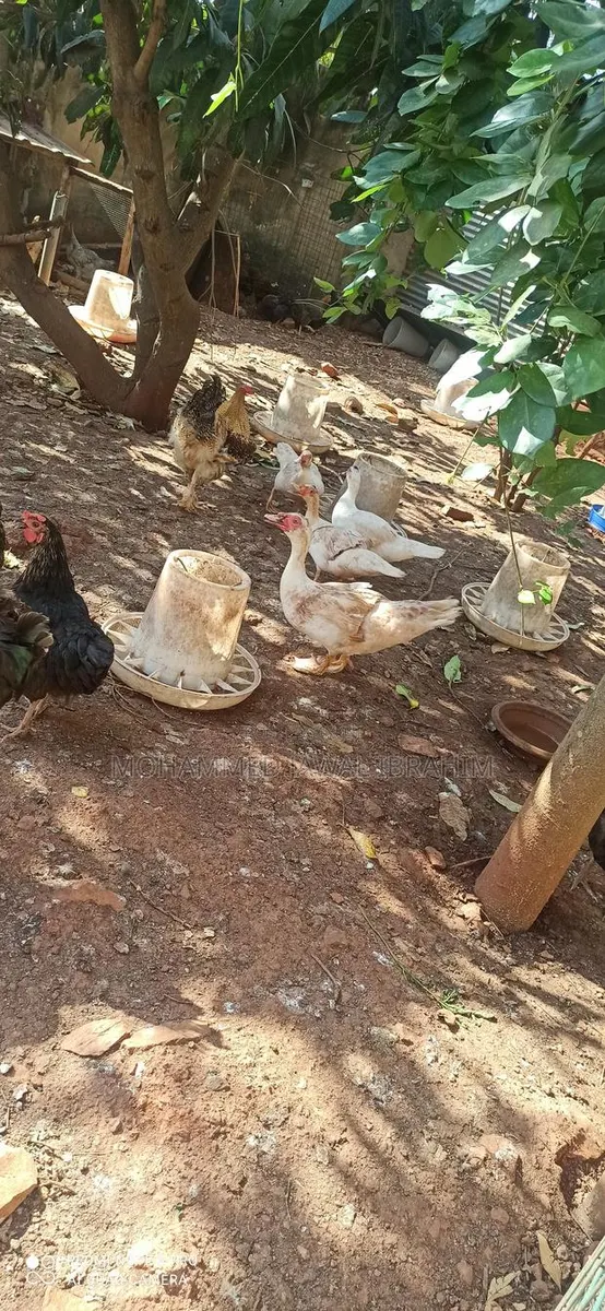 Fully Matured Ducks · Photo 1