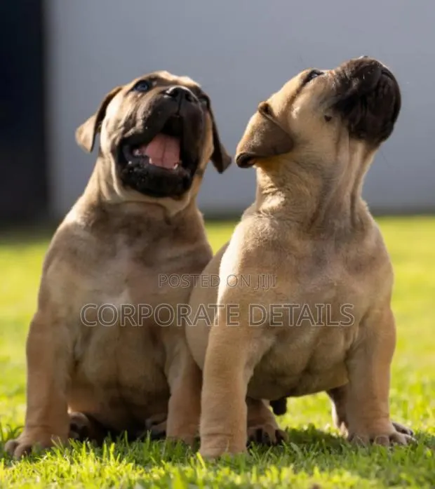 1-3 months Male Purebred Boerboel · Photo 1