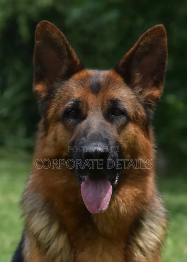 6-12 months Female Purebred German Shepherd · Photo 1