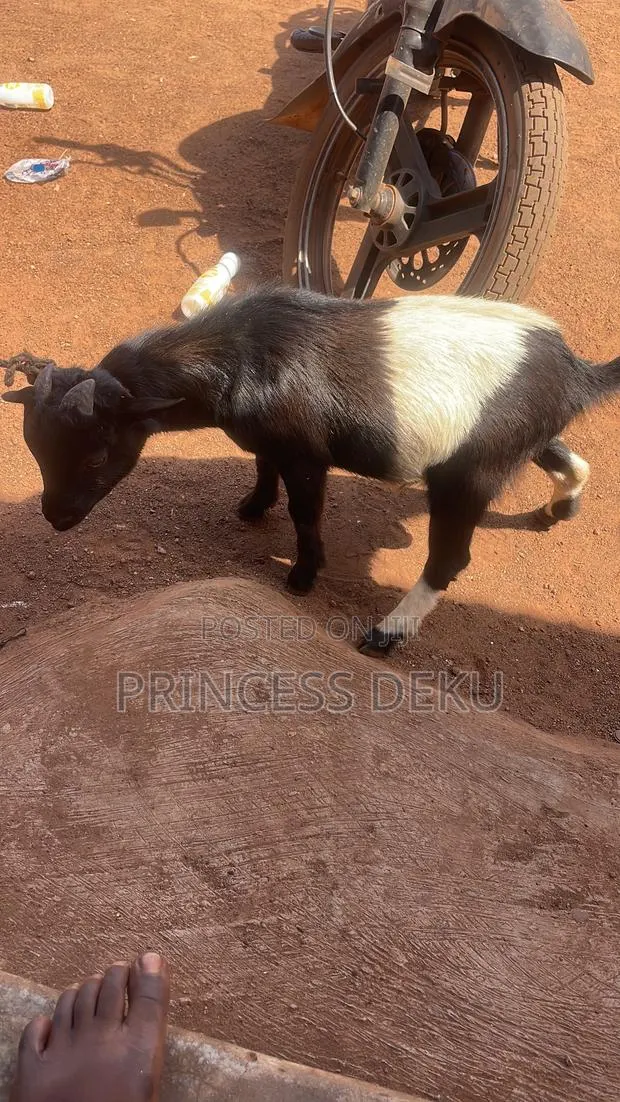 Female Healthy Goat · Photo 1