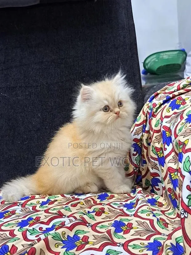 1-3 months Male Purebred Persian · Photo 1