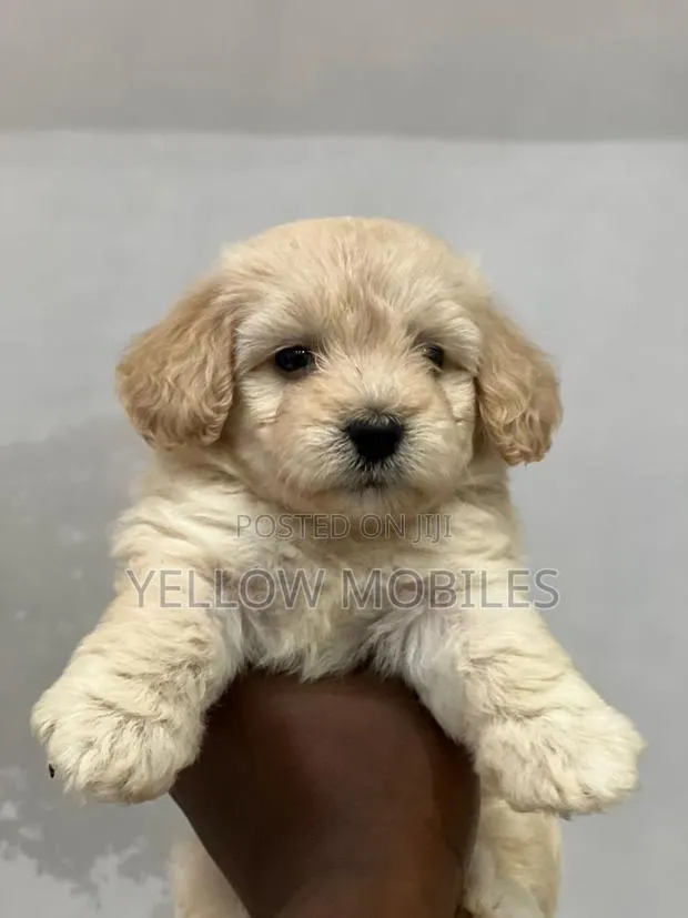 1-3 months Female Purebred Poodle · Photo 1