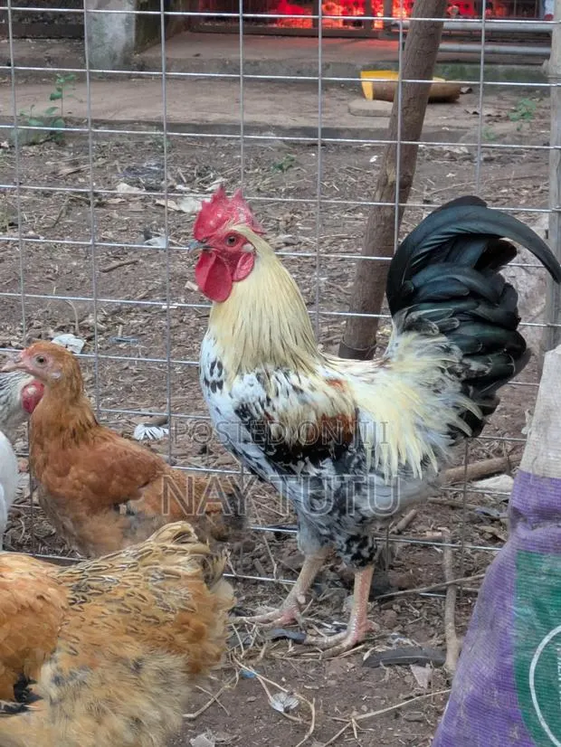 Local Male Fowl for Your Enjoyment · Photo 1