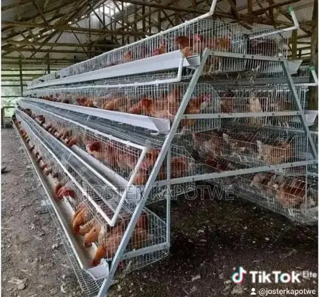 Battery Layers Cage for Sale · Photo 1