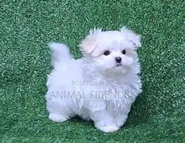 1-3 months Male Purebred Maltese · Photo 1