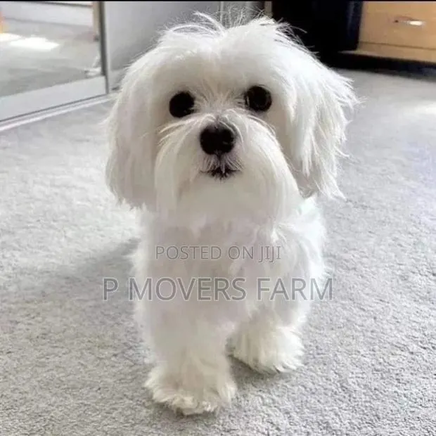 3-6 months Male Purebred Poodle · Photo 1