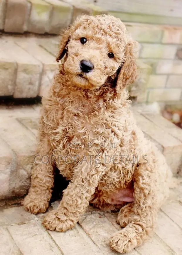 1-3 months Female Purebred Poodle · Photo 1