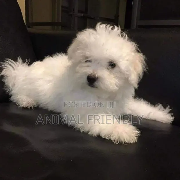 1-3 months Female Purebred Poodle · Photo 1