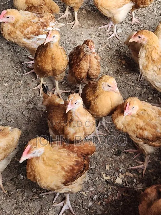 Poultry Farming · Photo 1