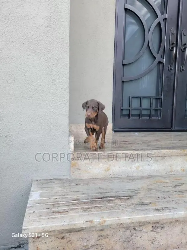 1-3 months Male Purebred Doberman Pinscher · Photo 1