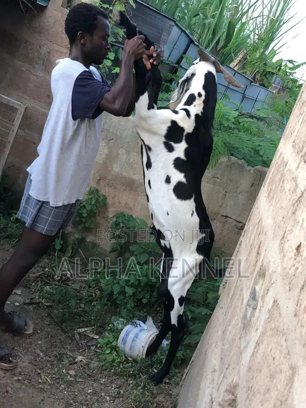 Male Chad Breed Goat Available · Photo 1