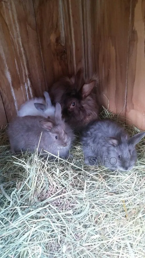 I Sell All Breeds Of Rabbits For Breeding And Meats As Well · Photo 1