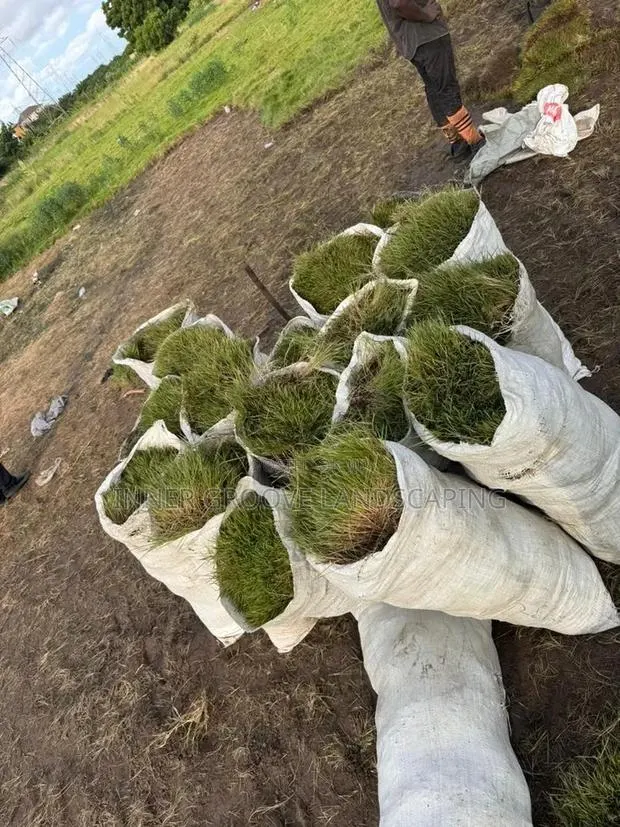 Carpet Grass · Photo 1