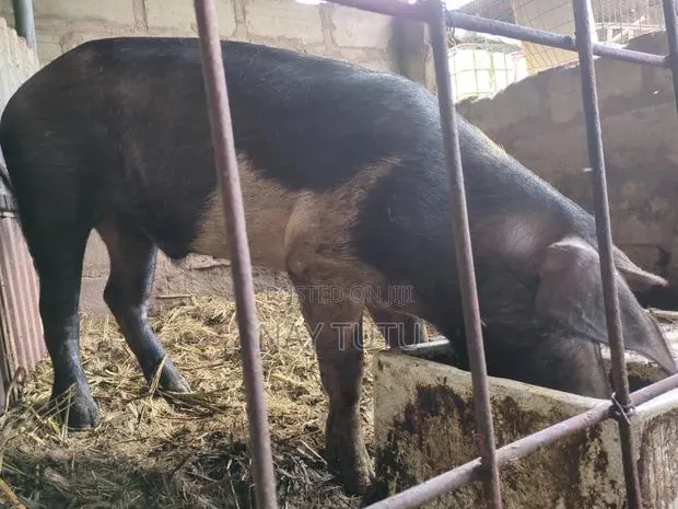 Massive Male Pig for Your Farm · Photo 1