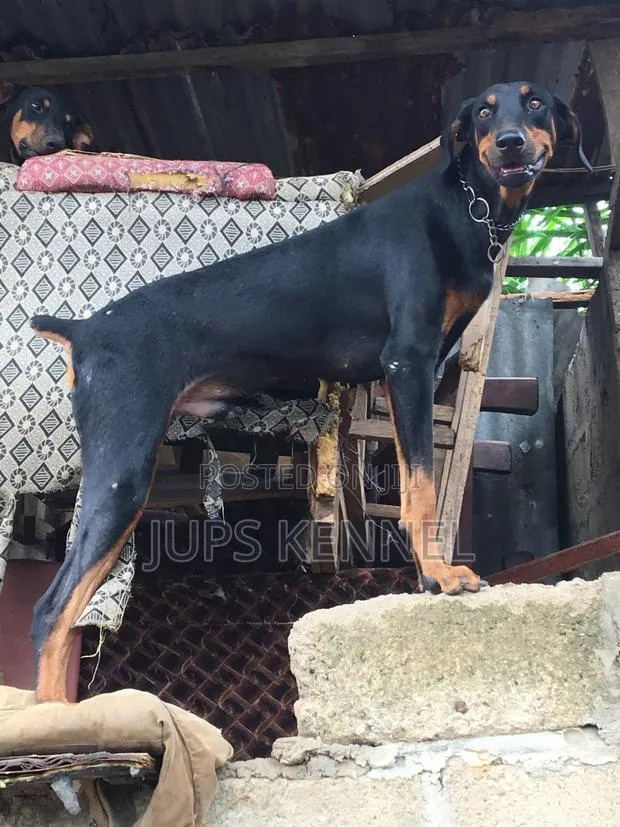 Solid Doberman Available for Crossing · Photo 2