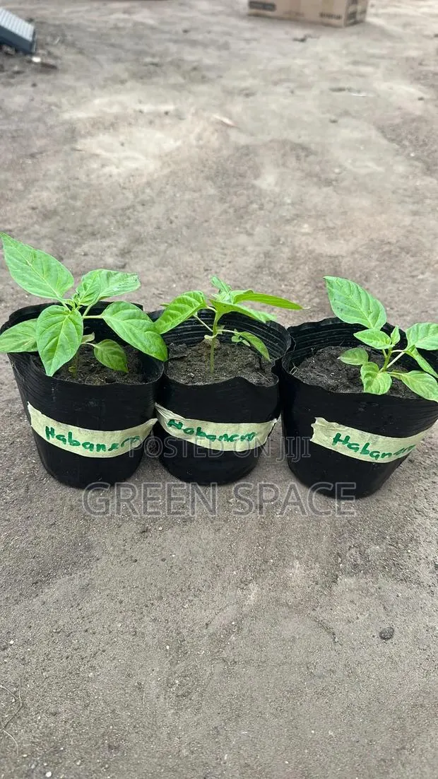 Habanero Pepper Red Seedlings · Photo 3