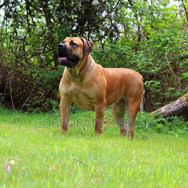 1+ year Male Purebred Boerboel · Photo 1