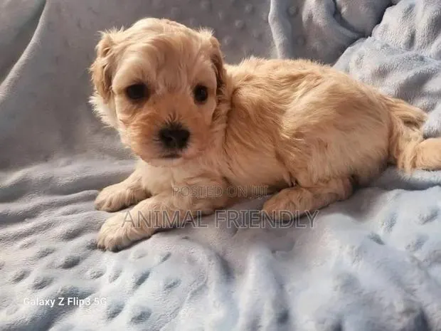 1-3 months Female Purebred Poodle · Photo 1