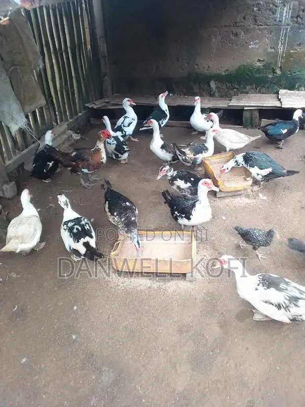 Muscovy Foreign Ducks for Sale · Photo 1
