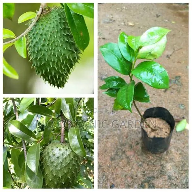 Giant Soursop Plant Seedling · Photo 1