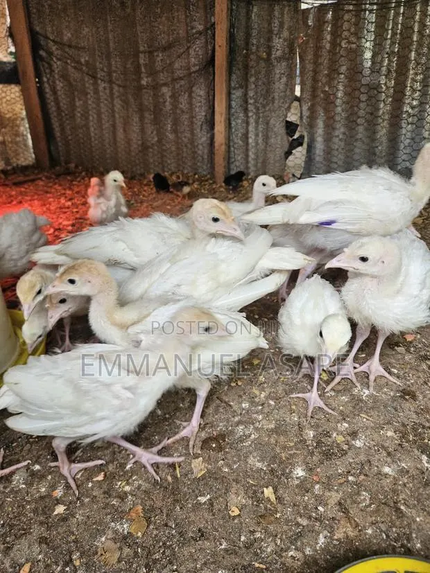 Turkey for Sale · Photo 2