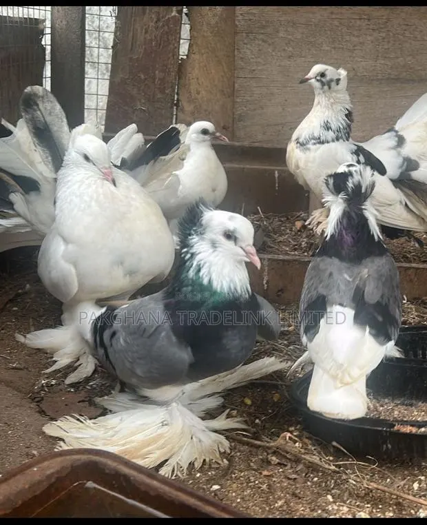 Indian Fantail and Lahore Pigeons · Photo 1