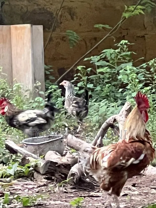 Organic Local Chickens · Photo 3