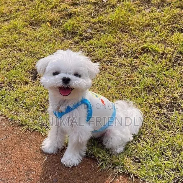 1-3 months Male Purebred Maltese · Photo 1