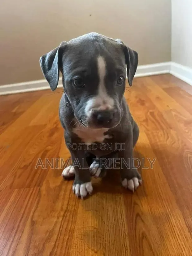 1-3 months Female Purebred American Pit Bull Terrier · Photo 1
