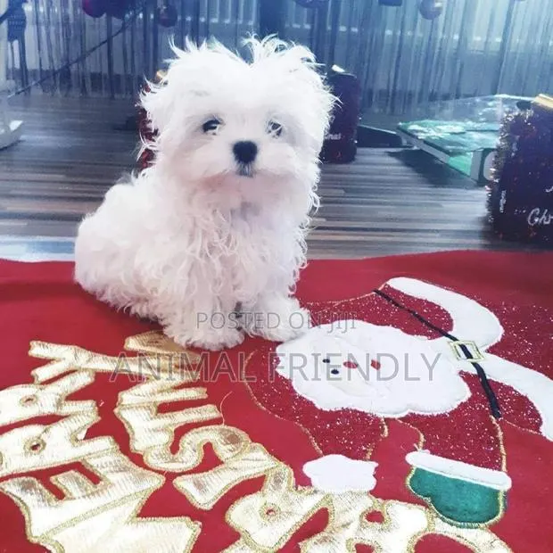 1-3 months Male Purebred Poodle · Photo 1