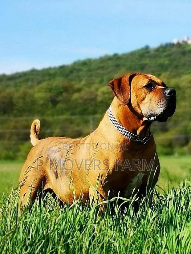 1-3 months Male Purebred Boerboel · Photo 1