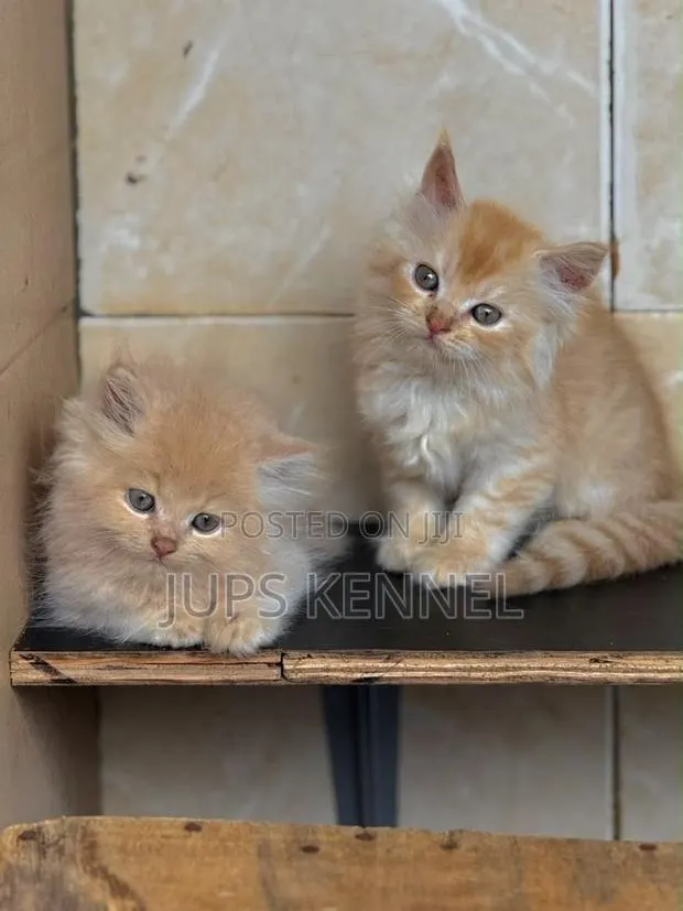 1-3 months Female Purebred Persian · Photo 1