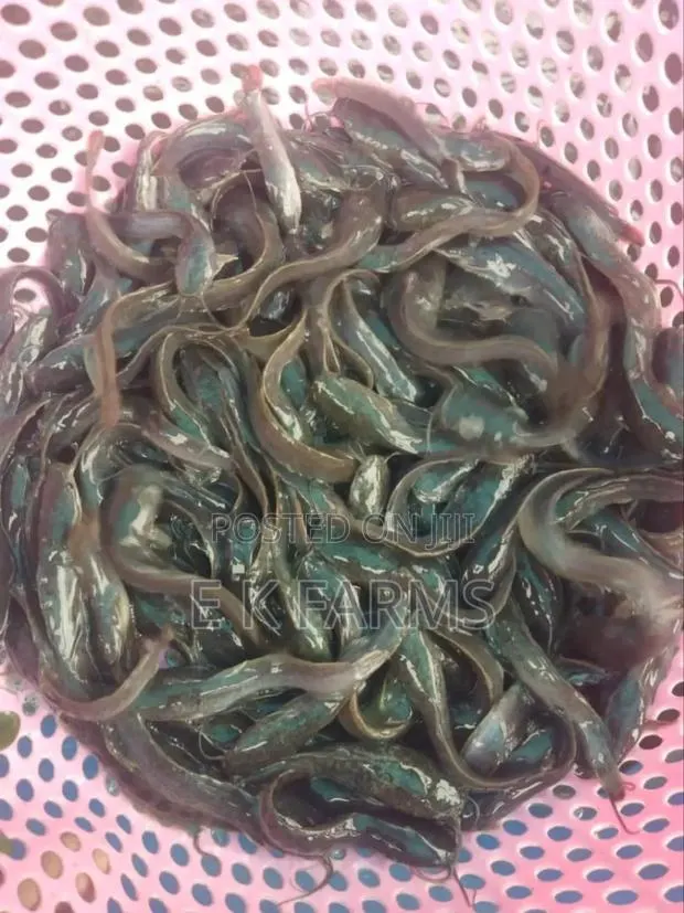 Fast Growing Catfish Juveniles · Photo 2