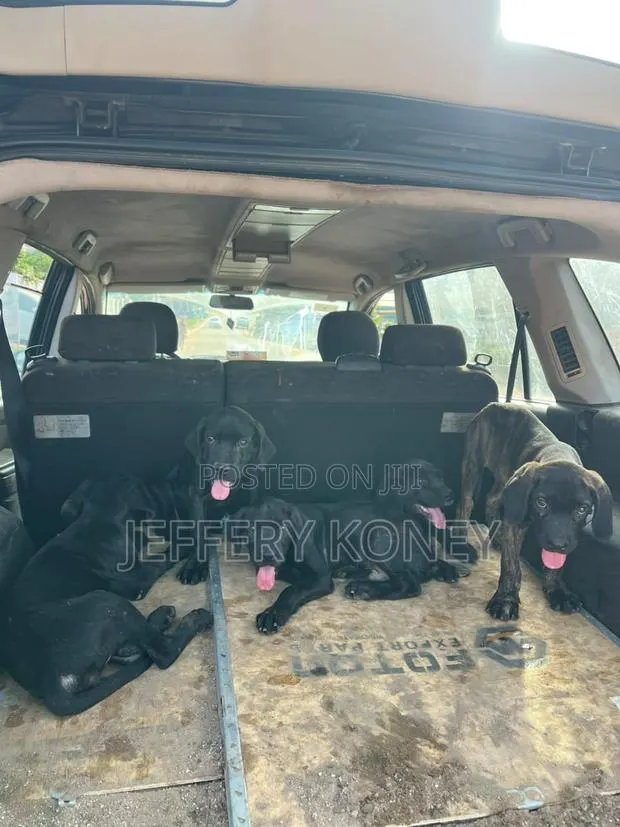 1-3 months Male Purebred Boerboel · Photo 1