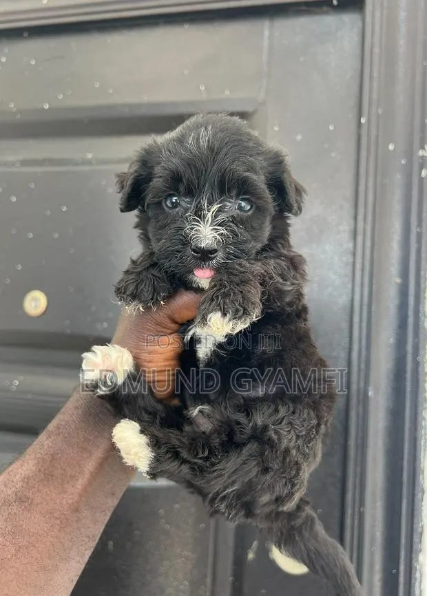 1-3 months Male Purebred Maltipoo · Photo 1