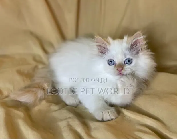 1-3 months Female Purebred Persian · Photo 1