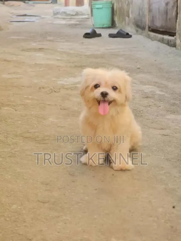 1-3 months Female Purebred Maltese · Photo 1