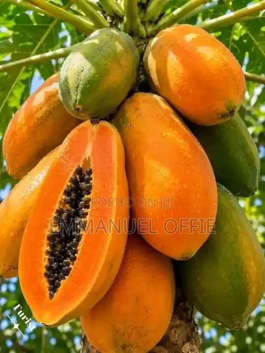 Pawpaw Seedlings · Photo 1
