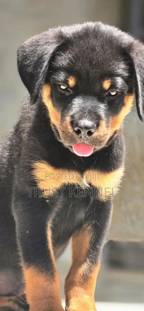 3-6 months Female Purebred Rottweiler · Photo 1