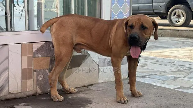6-12 months Male Purebred Boerboel