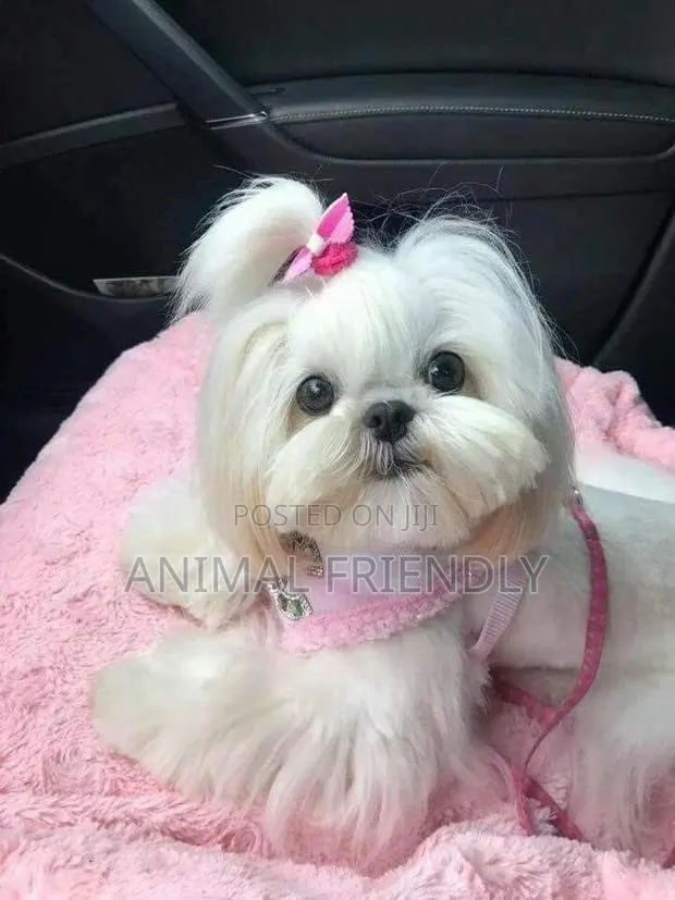 1-3 months Male Purebred Poodle · Photo 1