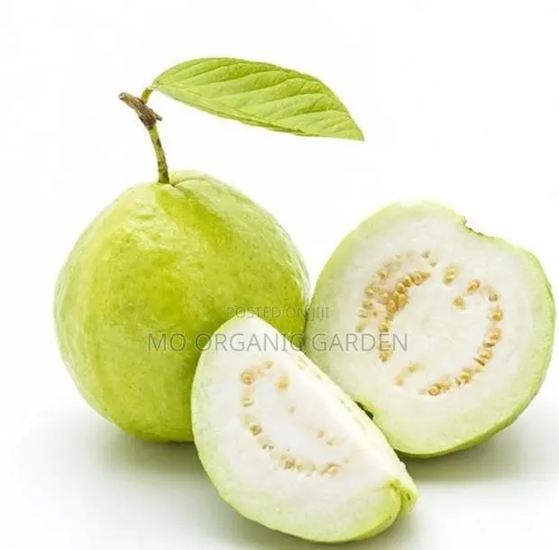 White Jumbo Guava Plant Seedling · Photo 2