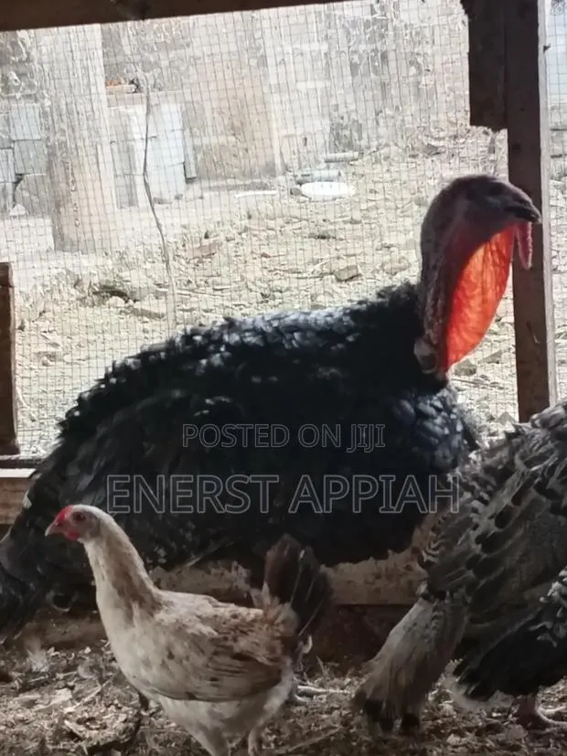Efie Ne Fia Farms · Photo 1