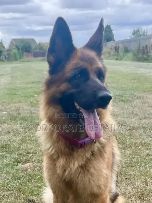 1+ year Male Purebred German Shepherd · Photo 1