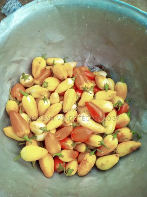 Fresh Garden Eggs · Photo 1